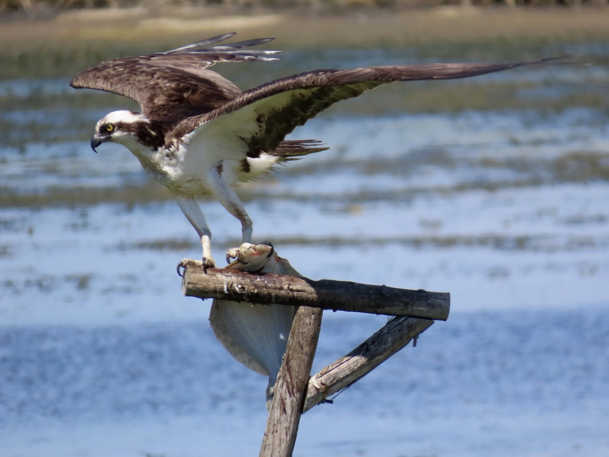 Osprey - ML620657085