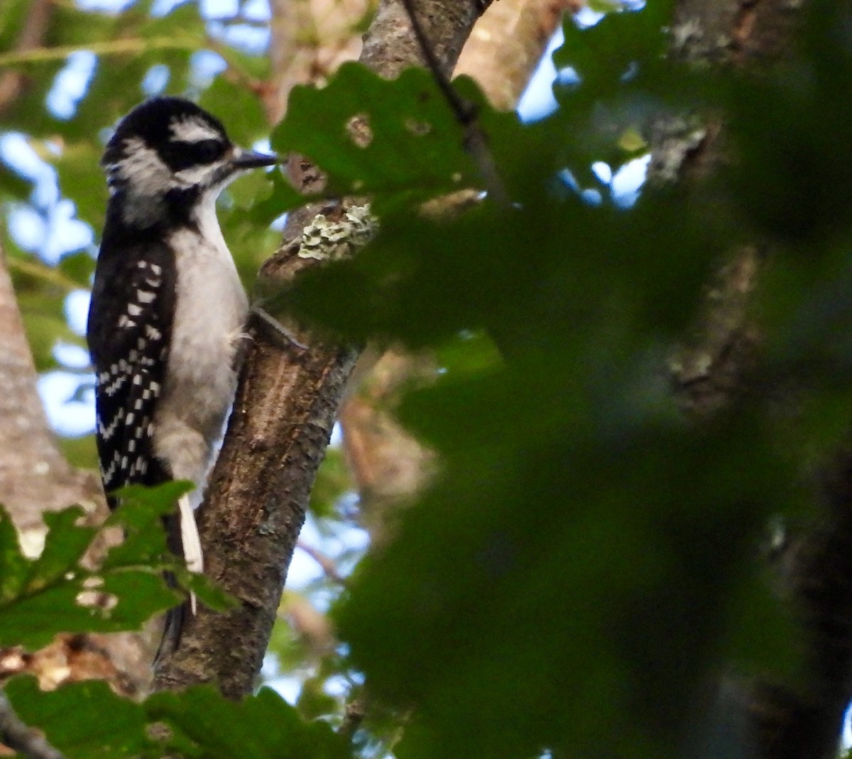 Hairy Woodpecker - ML620657088