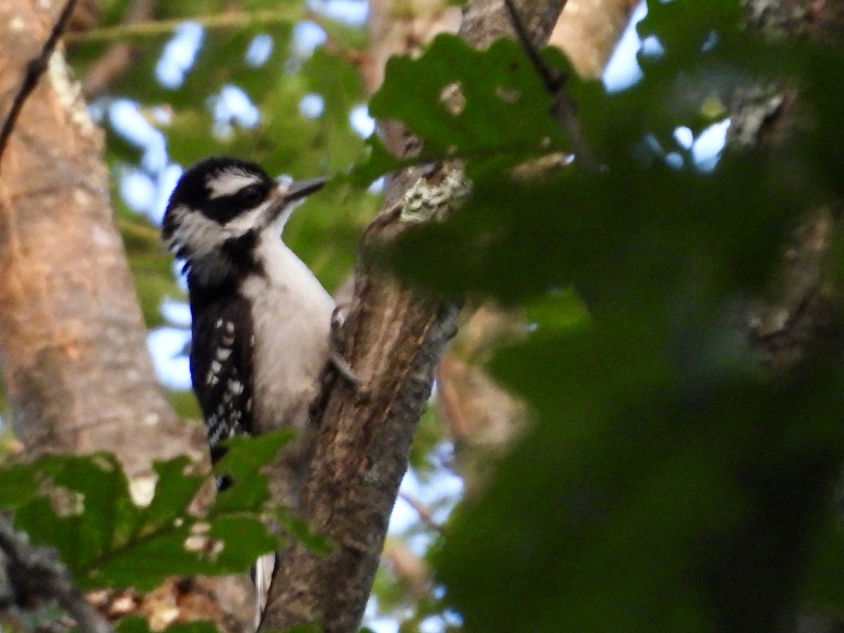 Hairy Woodpecker - ML620657089