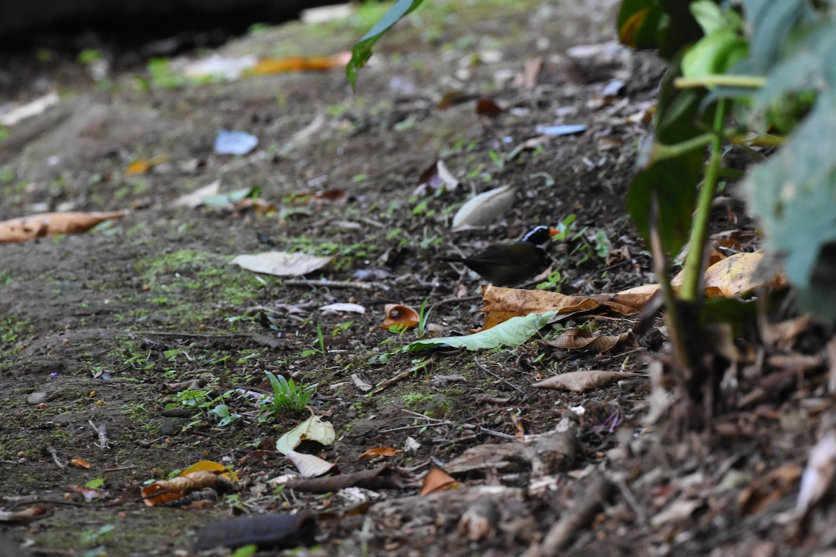 Orange-billed Sparrow - Jerry Davis