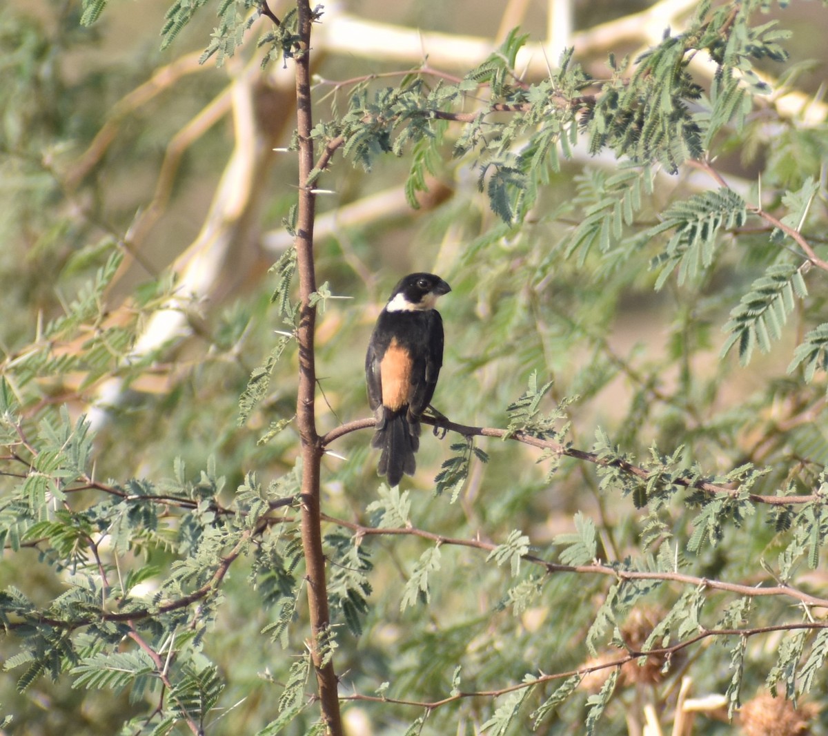 Cinnamon-rumped Seedeater - ML620657115