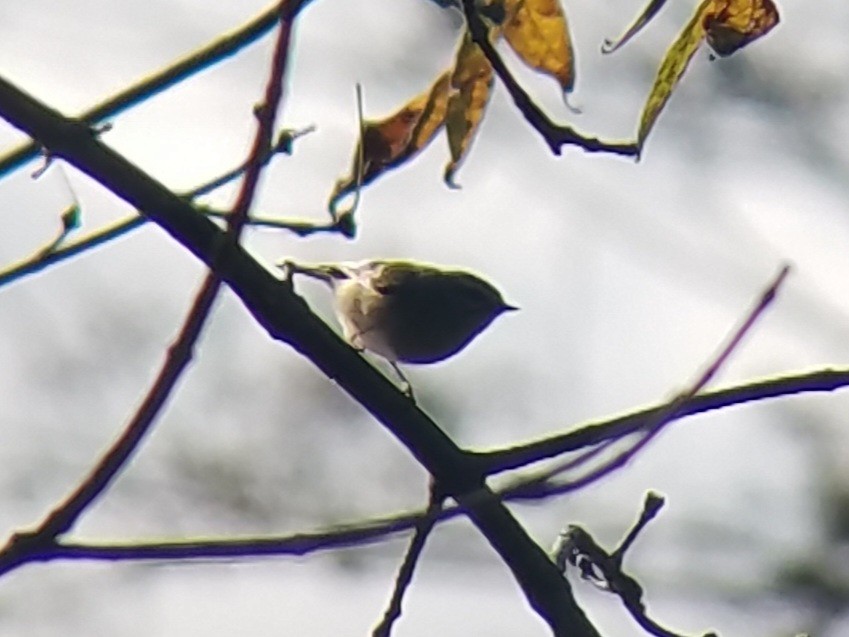 Golden-crowned Kinglet - ML620657116