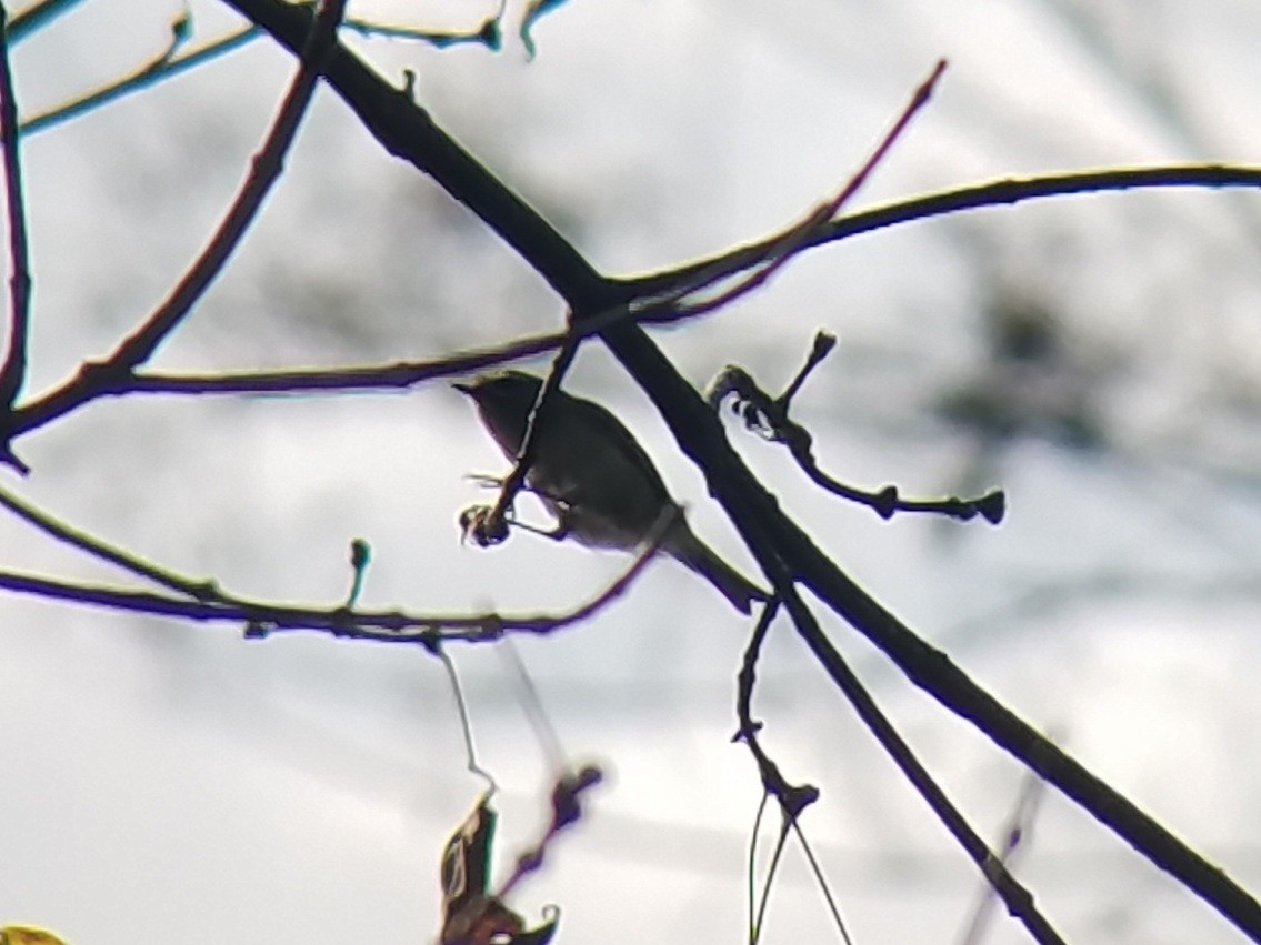 Golden-crowned Kinglet - ML620657117