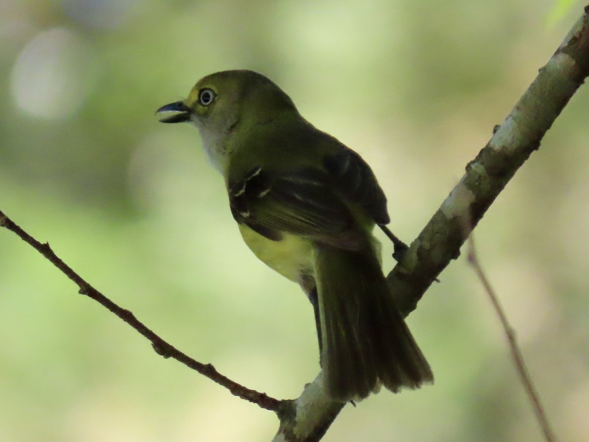 White-eyed Vireo - ML620657119