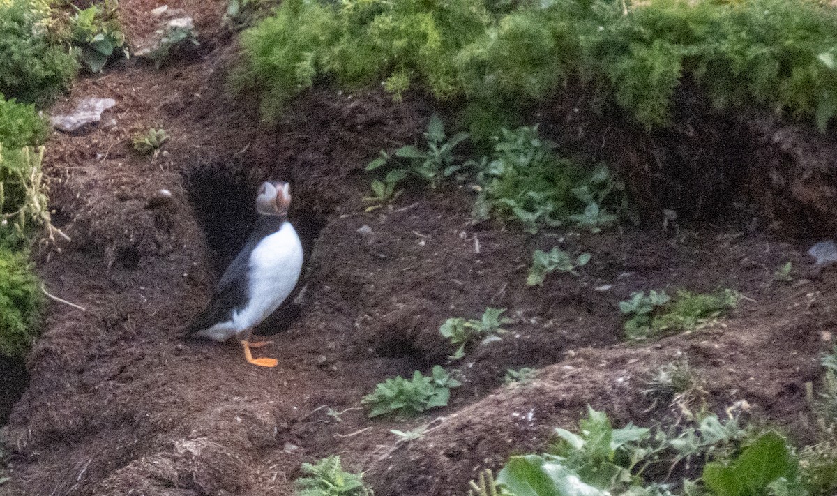 Atlantic Puffin - ML620657125