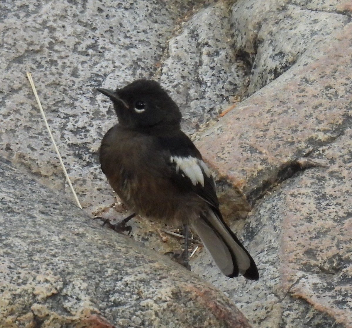 Painted Redstart - ML620657127