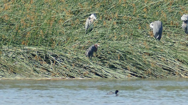 Reddish Egret - ML620657129