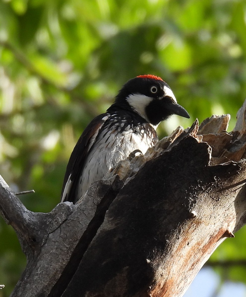 Acorn Woodpecker - ML620657134