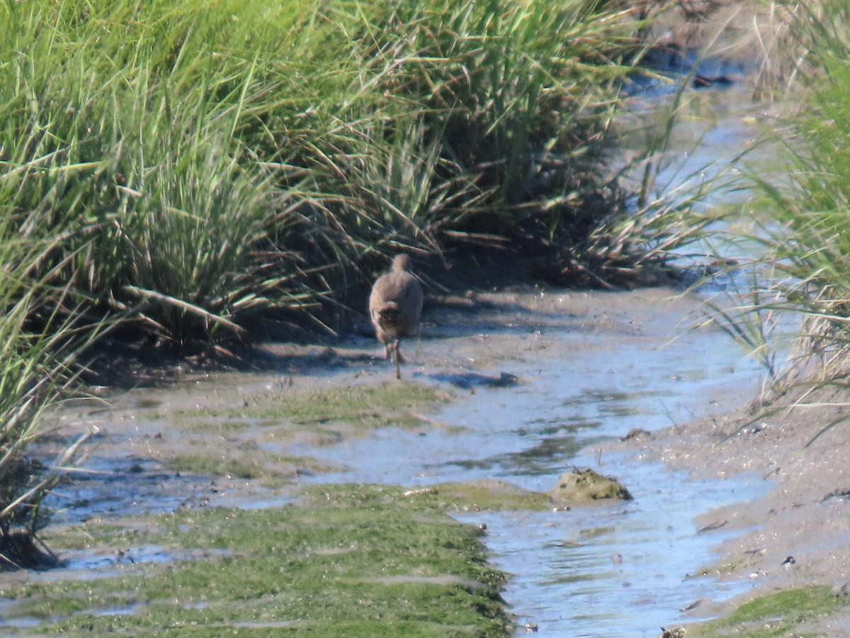 Clapper Rail - ML620657139