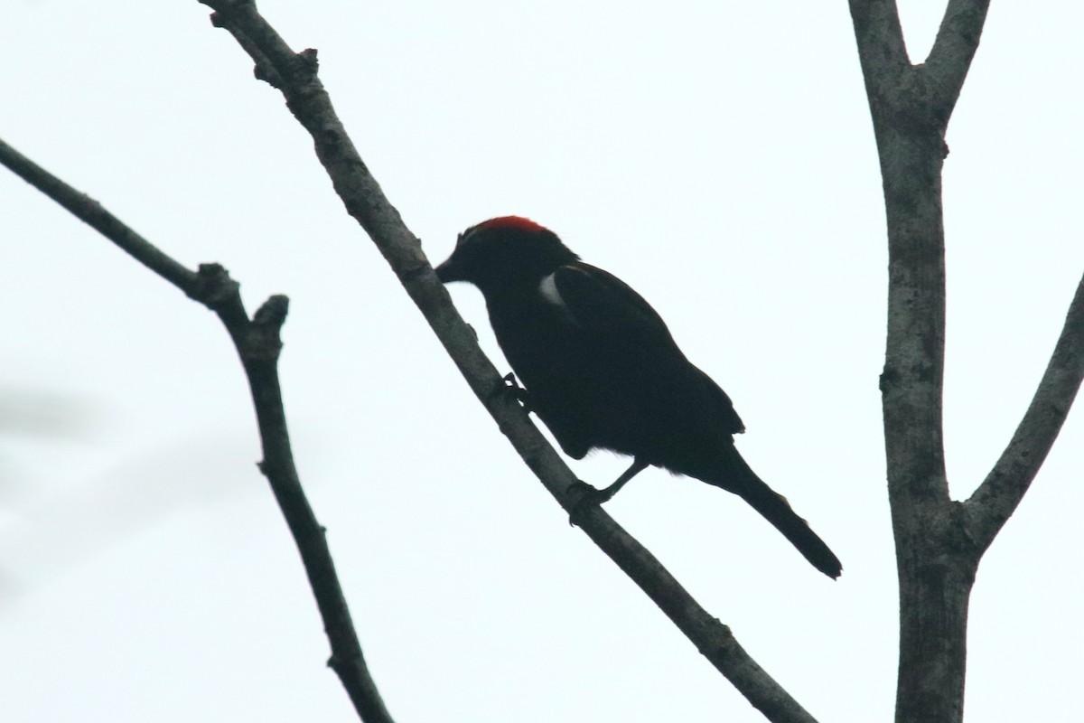 Scarlet-browed Tanager - ML620657142