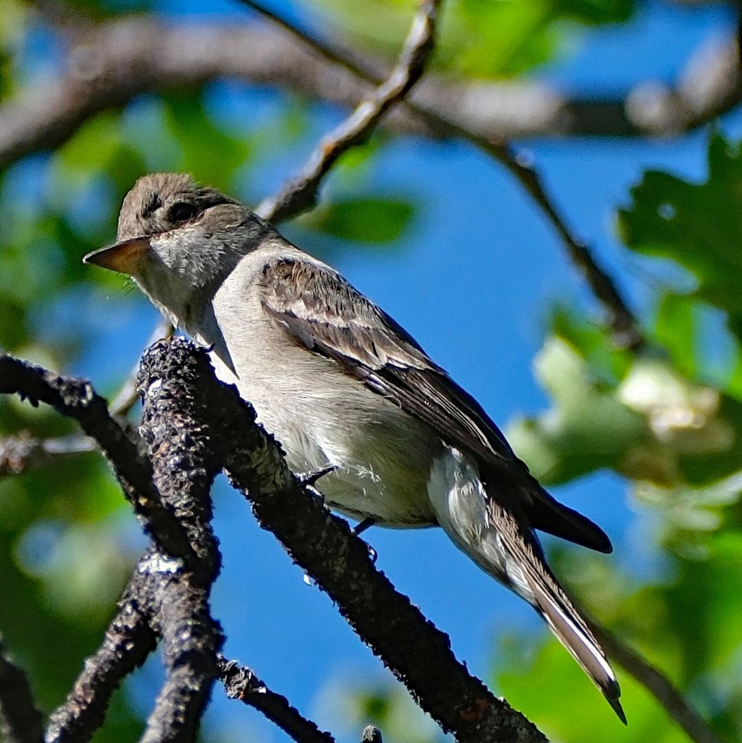 Western Wood-Pewee - Lori Bellis