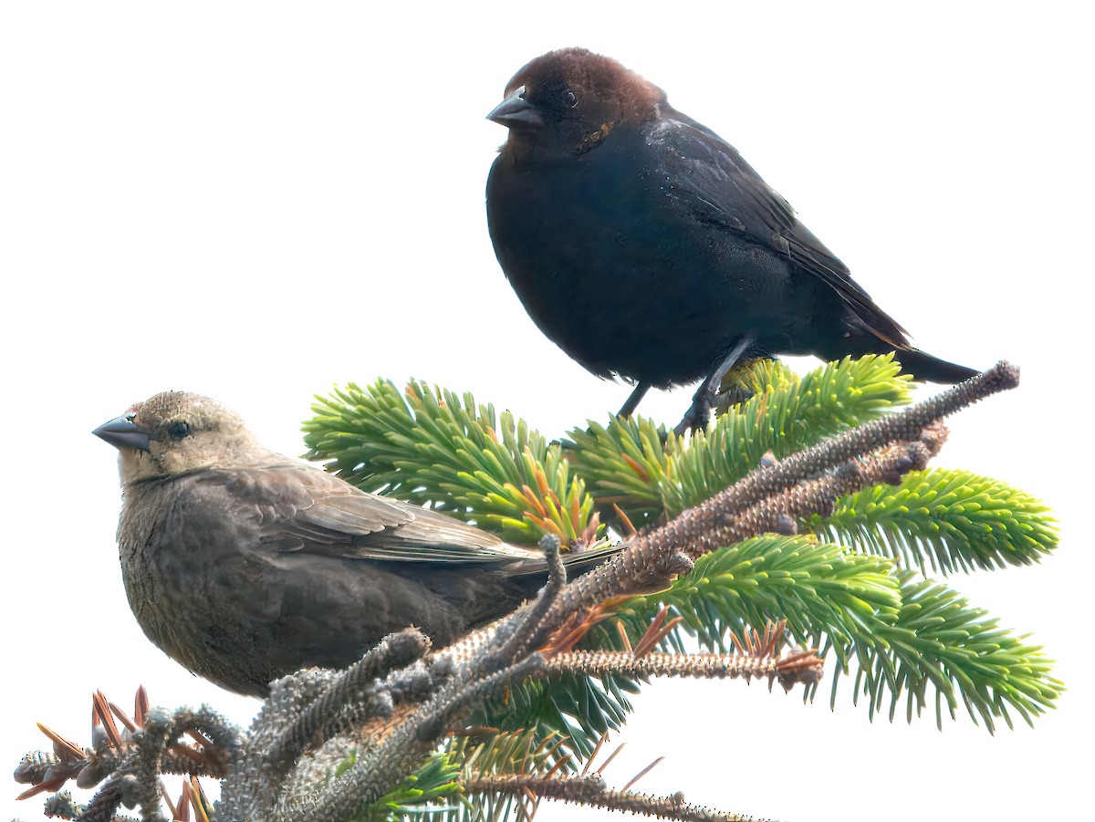 Brown-headed Cowbird - ML620657146