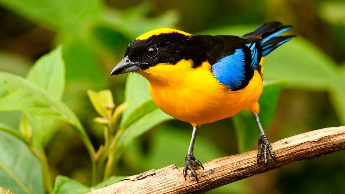 Blue-winged Mountain Tanager - ML620657149
