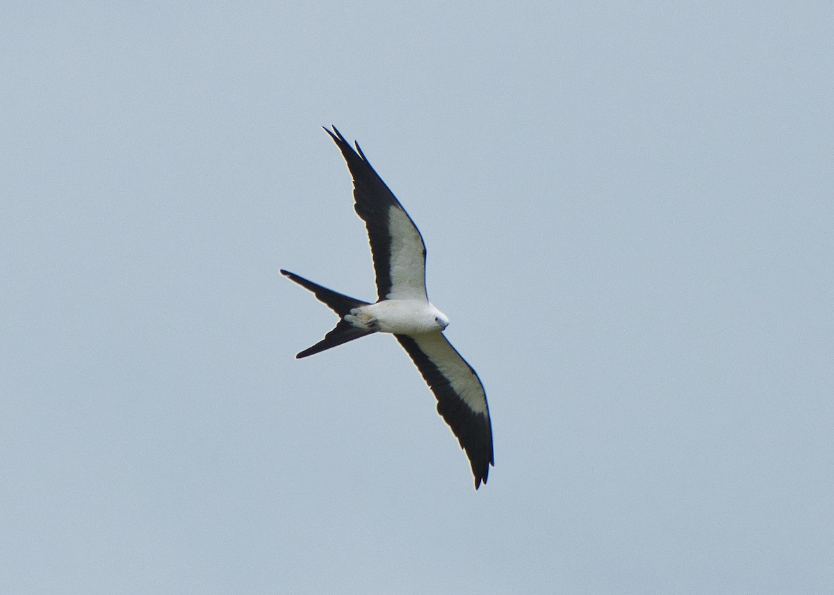 Swallow-tailed Kite - ML620657153