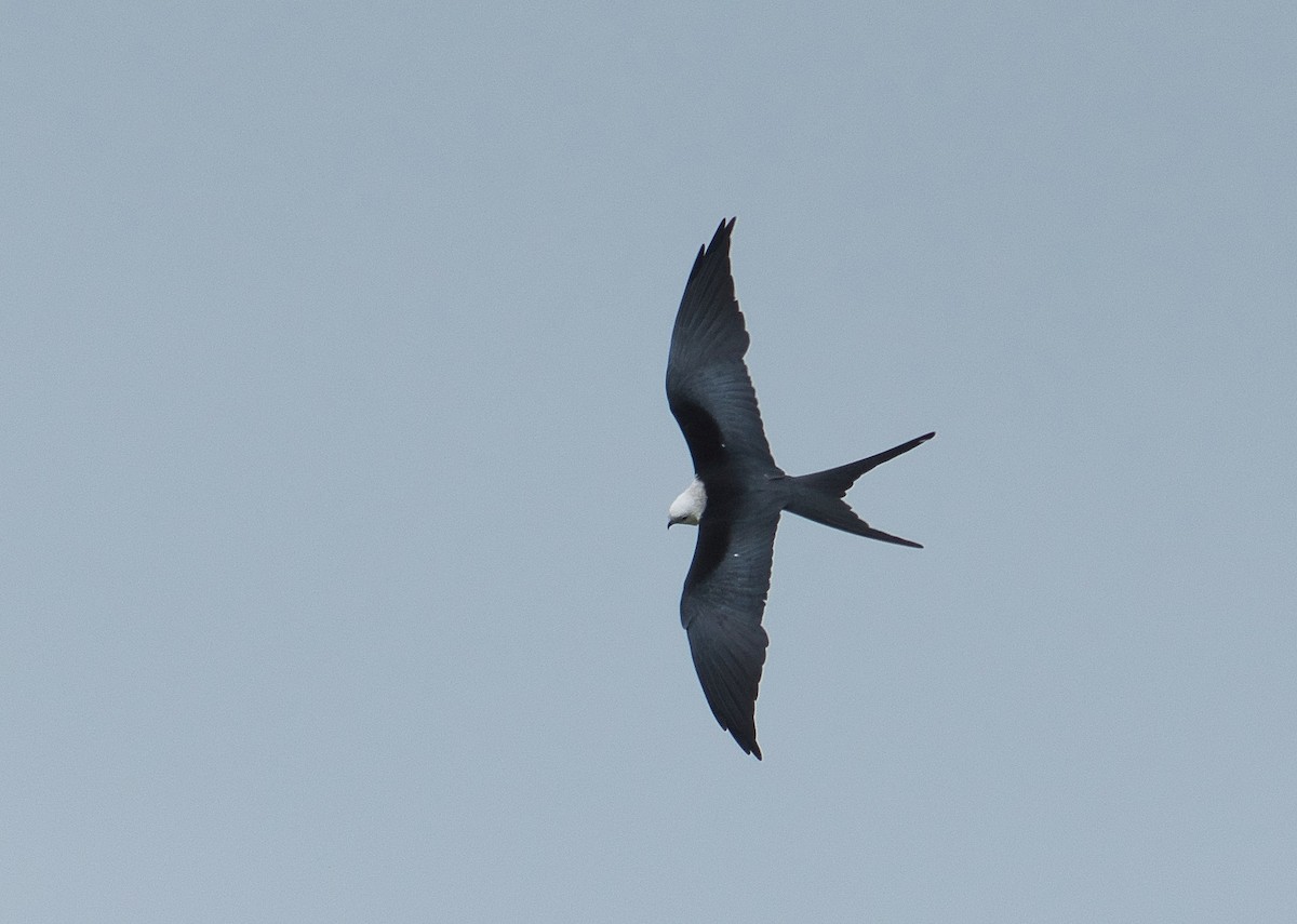 Swallow-tailed Kite - ML620657154