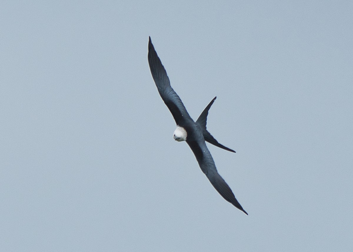 Swallow-tailed Kite - ML620657155