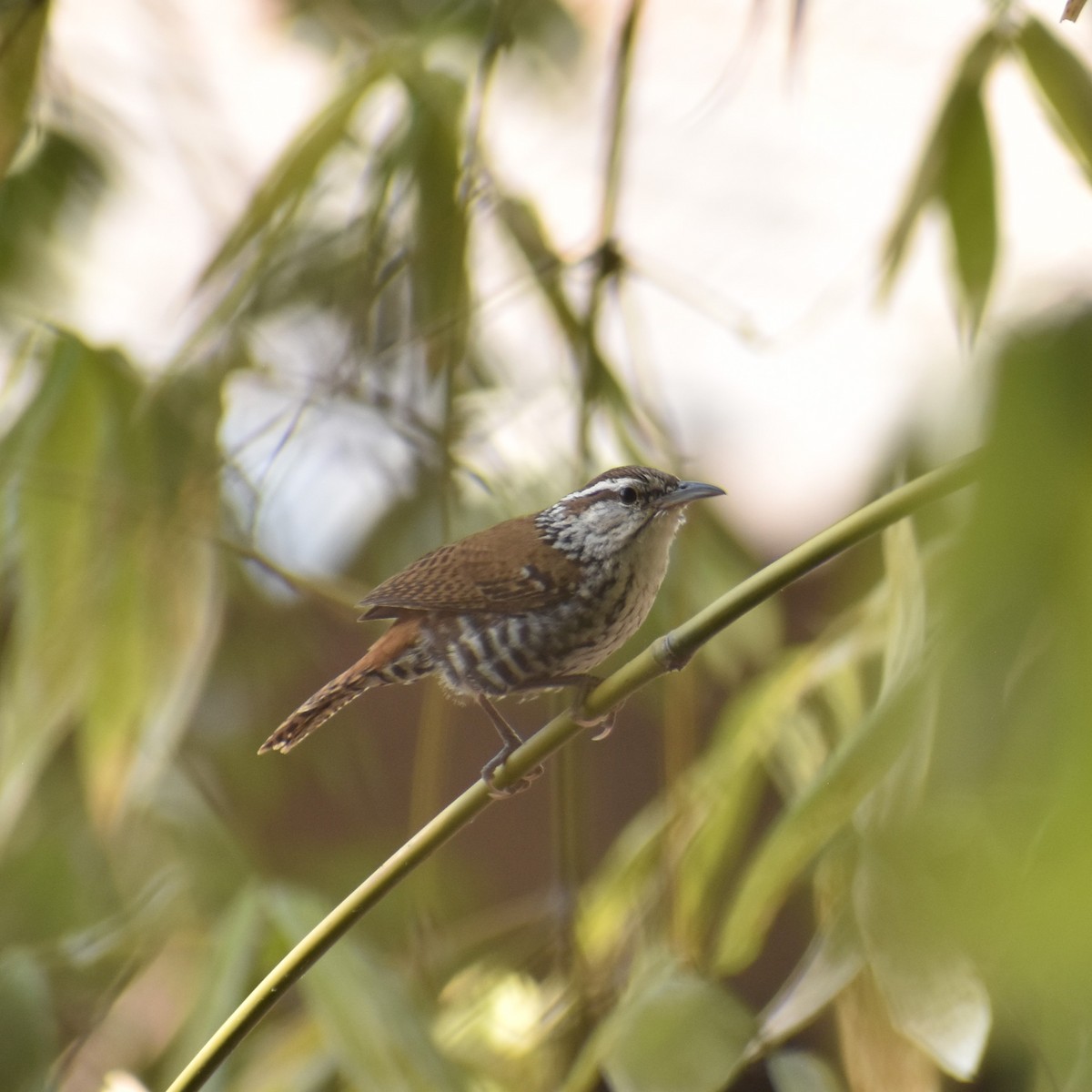 Banded Wren - ML620657158