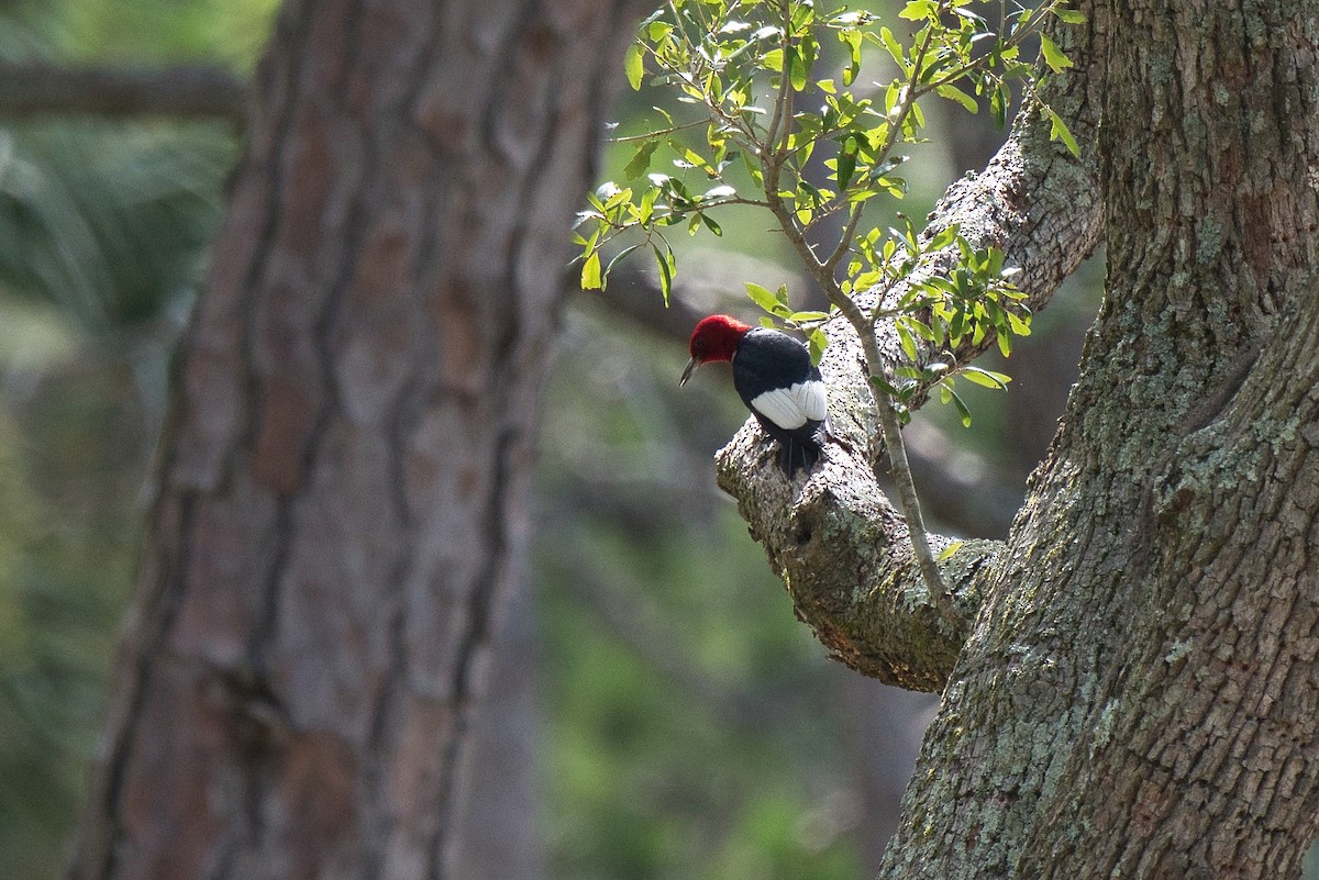 Red-headed Woodpecker - ML620657160