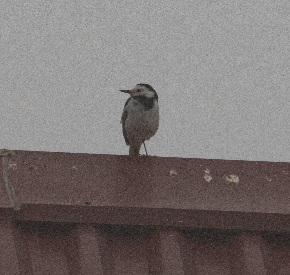 White Wagtail - ML620657169