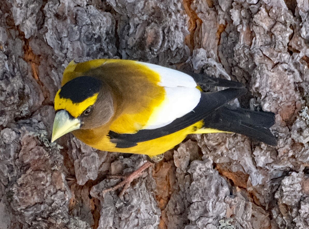 Evening Grosbeak - ML620657174