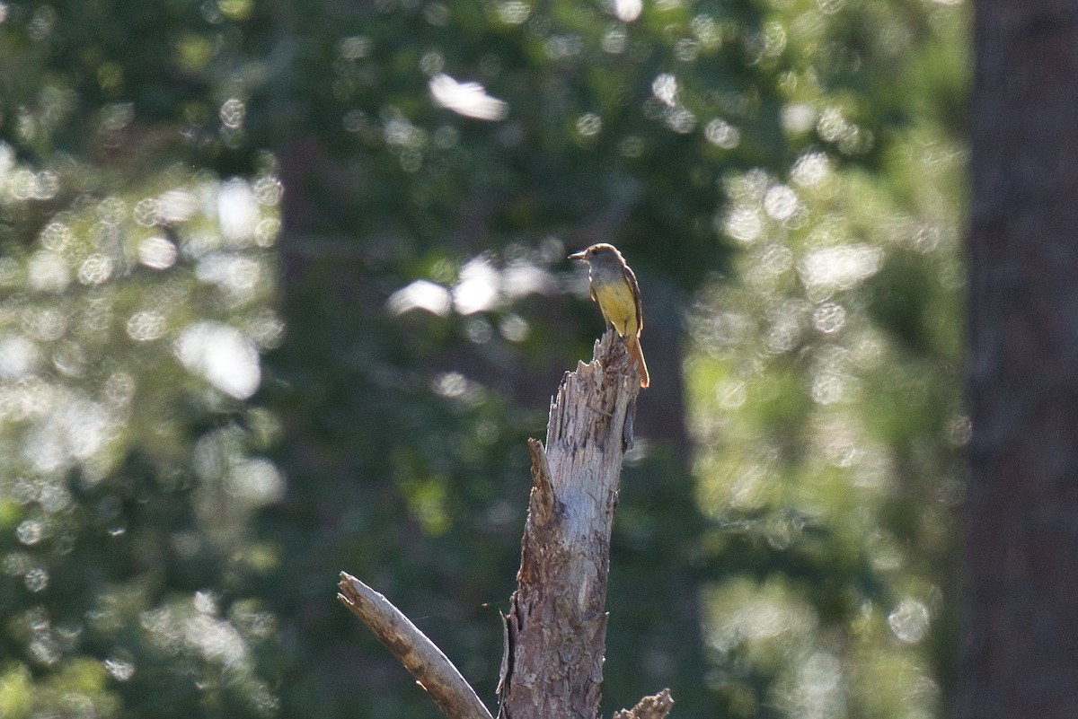 Great Crested Flycatcher - ML620657177