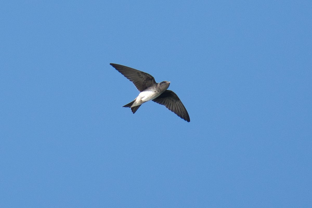 Golondrina Aserrada - ML620657190