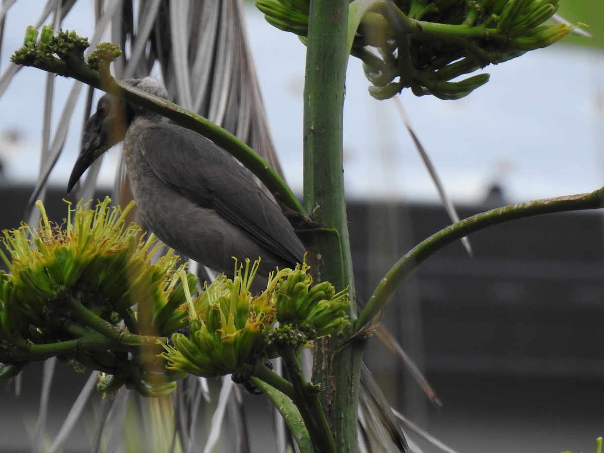 Helmeted Friarbird - ML620657192