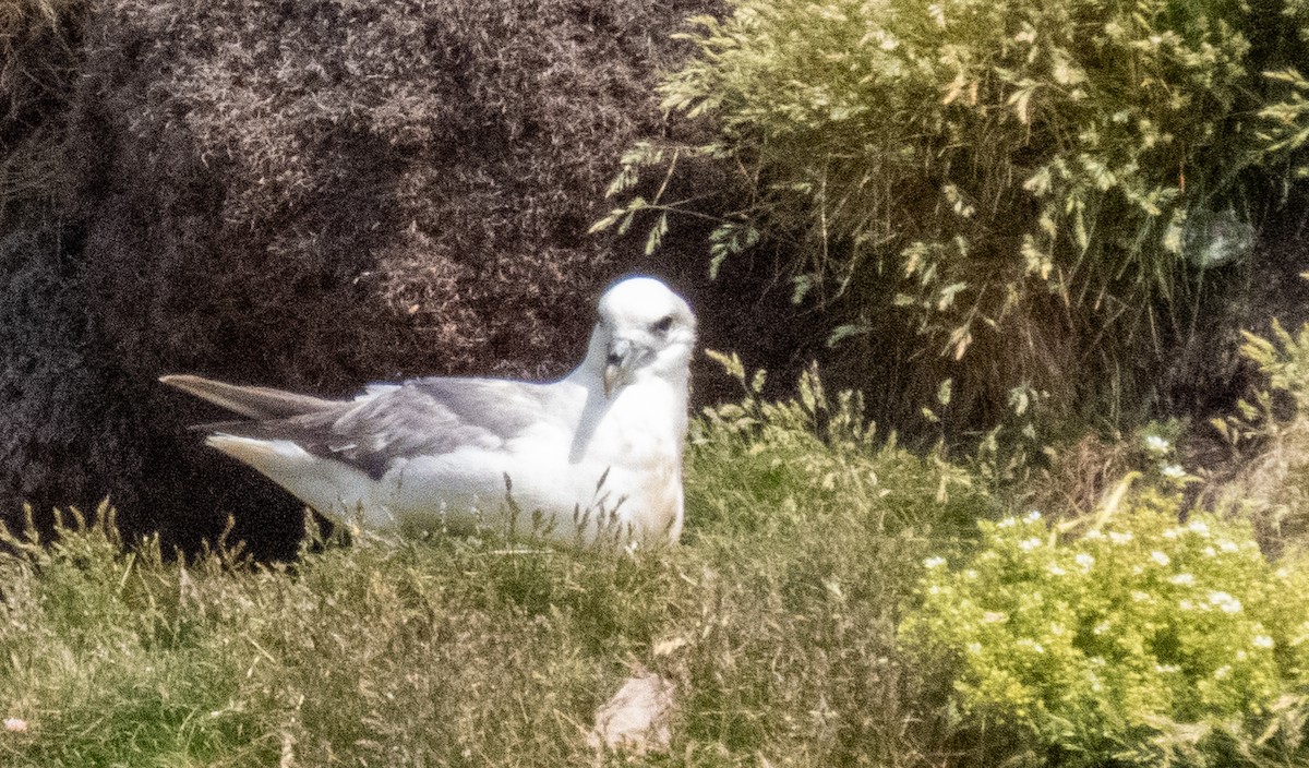 Northern Fulmar - James Mccoy