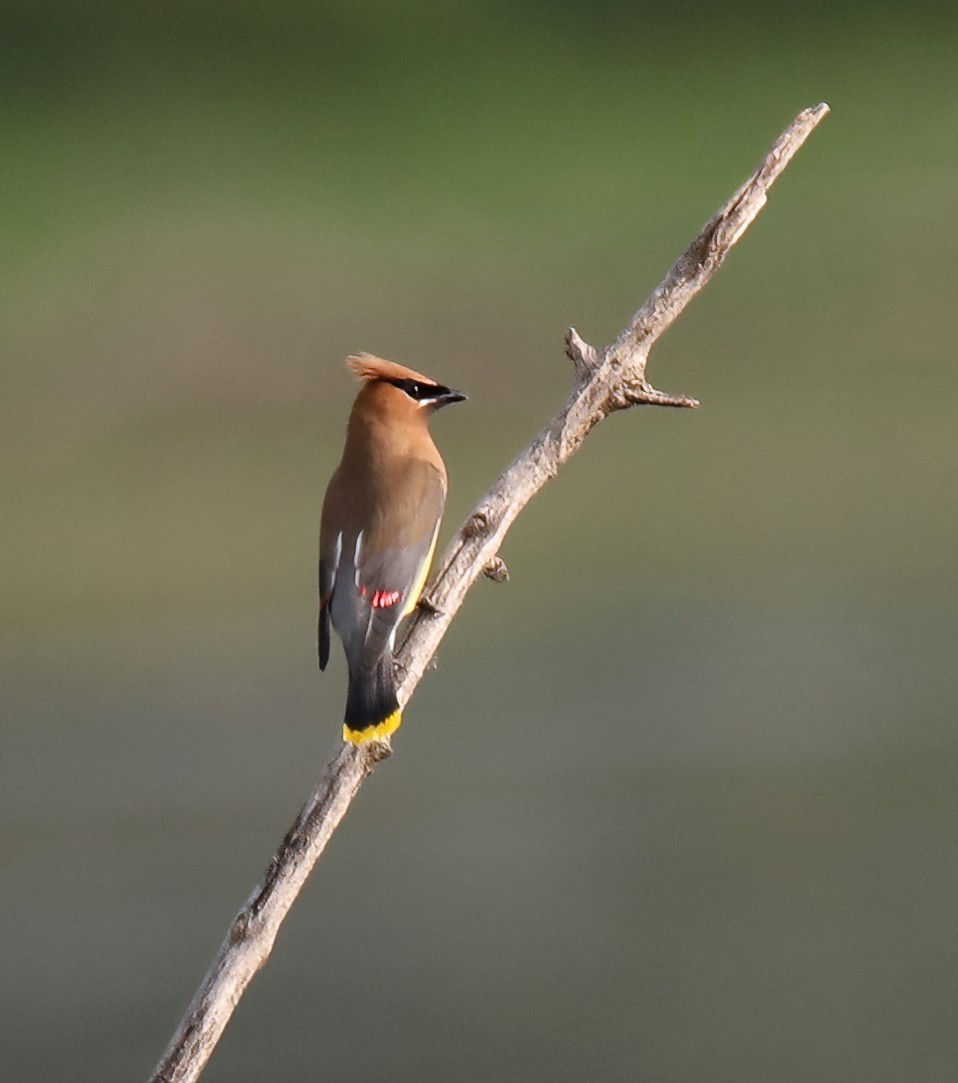 Cedar Waxwing - ML620657199