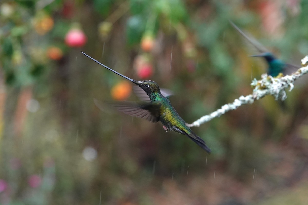 Sword-billed Hummingbird - ML620657204