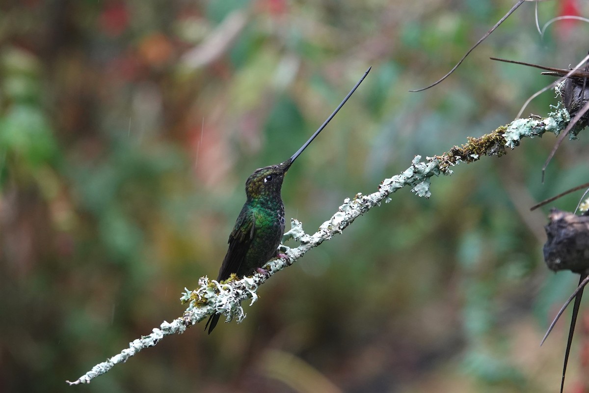 Sword-billed Hummingbird - ML620657205