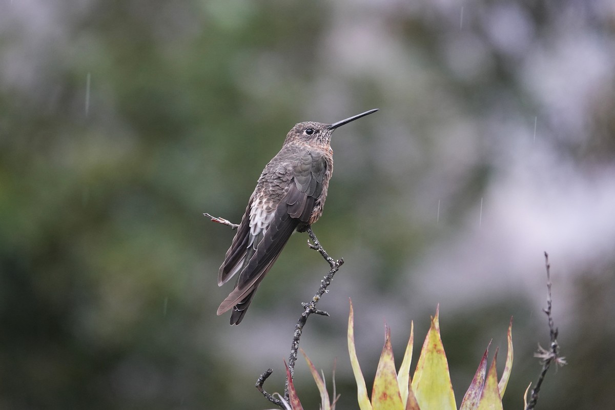 Giant Hummingbird - ML620657207