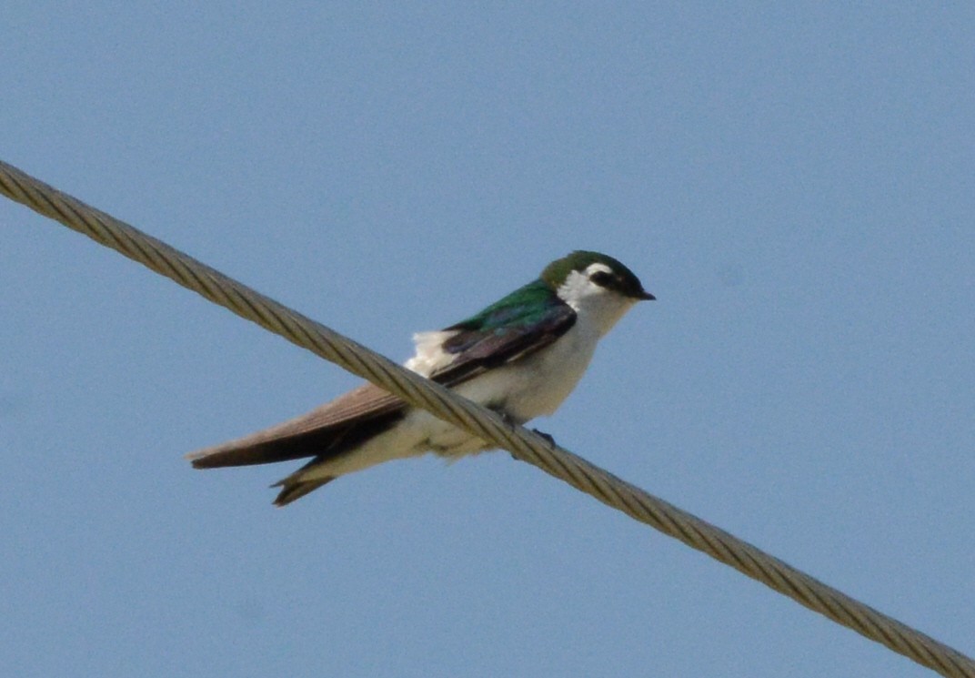 Violet-green Swallow - ML620657208