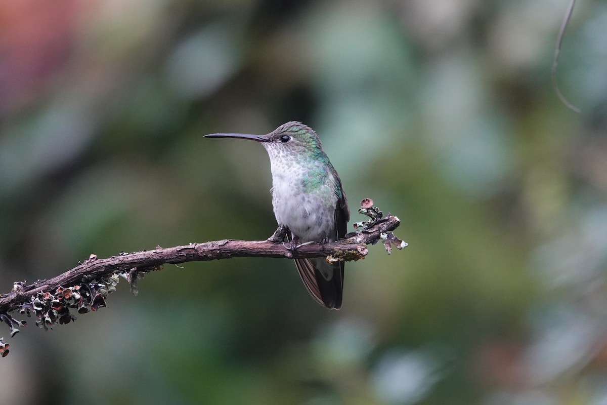 Green-and-white Hummingbird - Toby Holmes