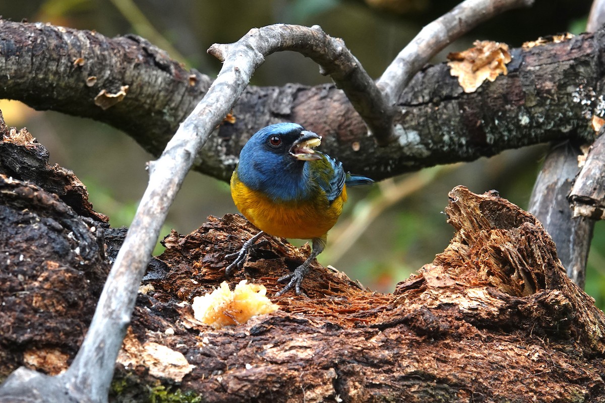 Blue-and-yellow Tanager (Green-mantled) - ML620657218