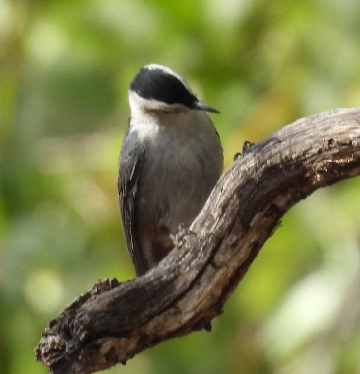 White-breasted Nuthatch - ML620657221