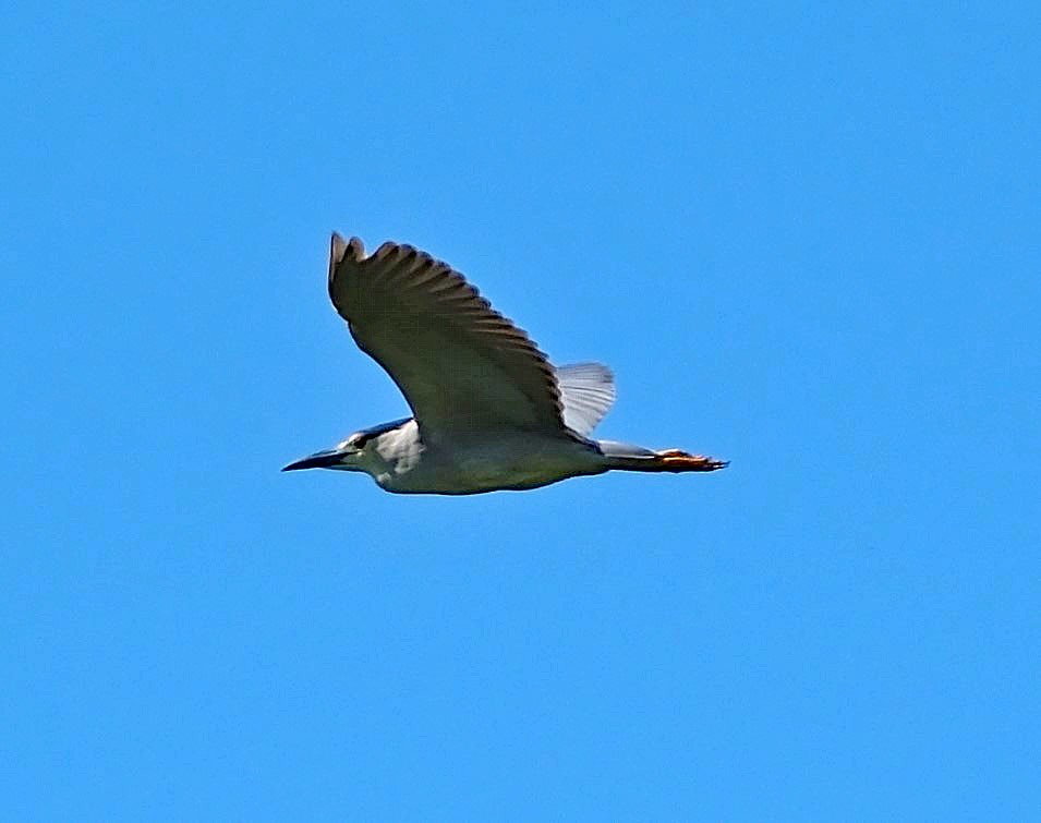 Black-crowned Night Heron - ML620657222