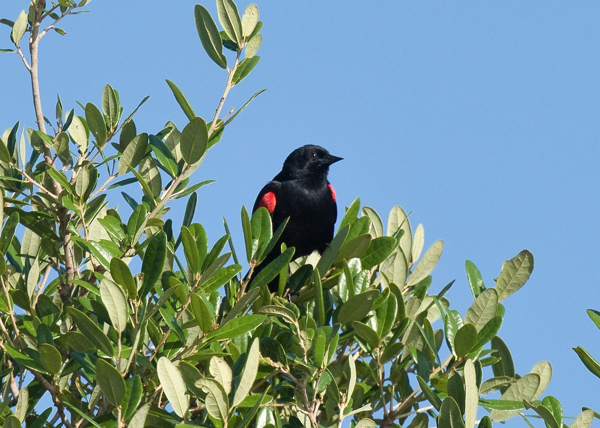 Red-winged Blackbird - ML620657223