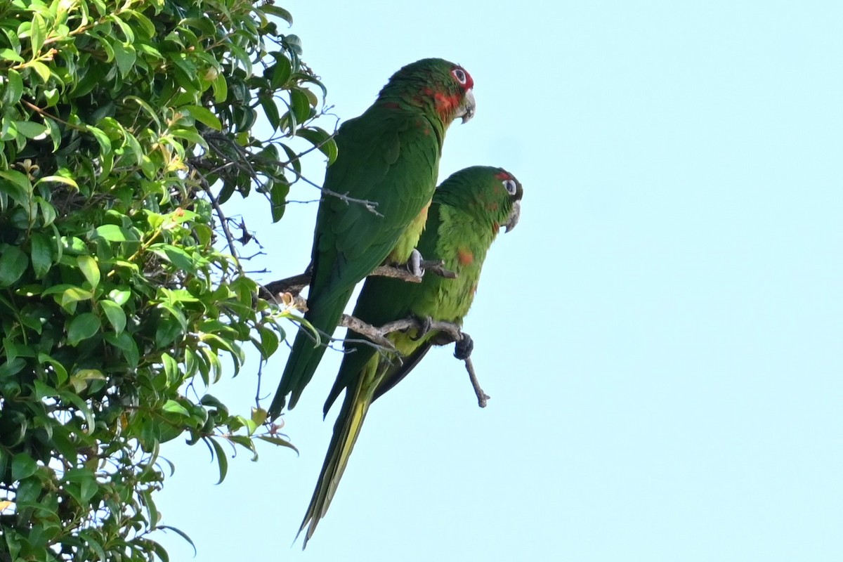 ベニガオメキシコインコ - ML620657227