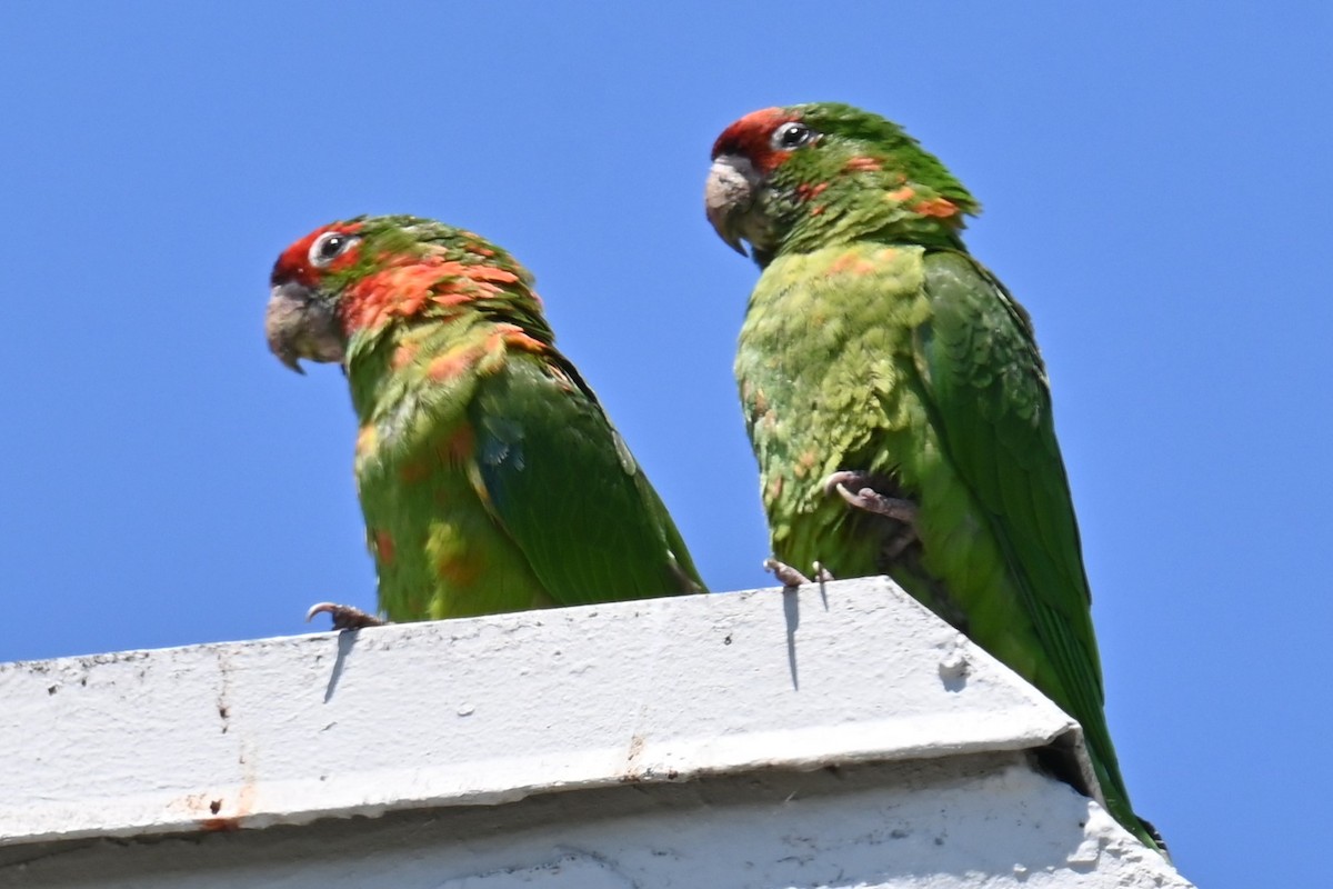 Conure mitrée - ML620657228