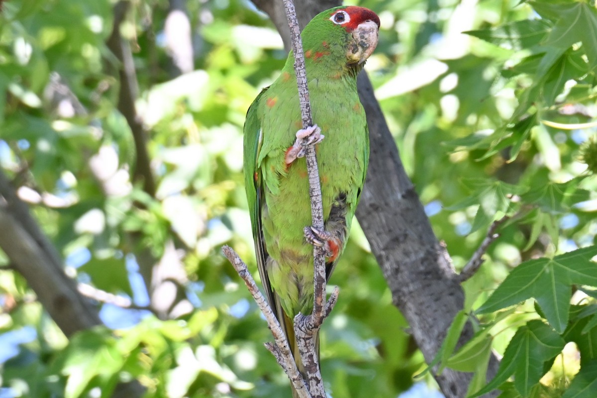 Mitred Parakeet - ML620657231