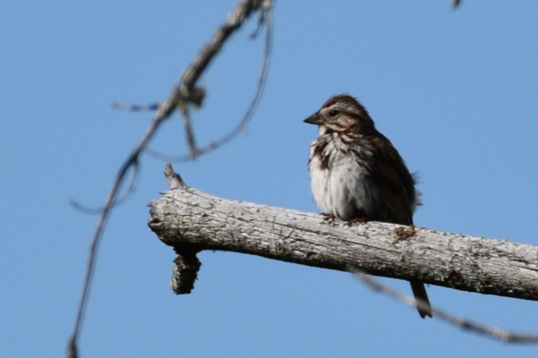 Song Sparrow - ML620657237