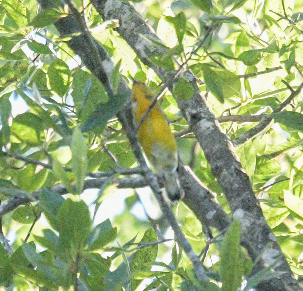 Prothonotary Warbler - ML620657240