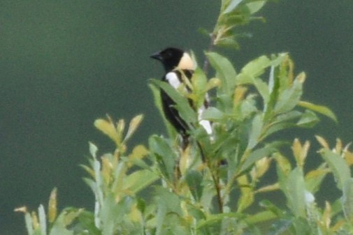 Bobolink - Garry Waldram