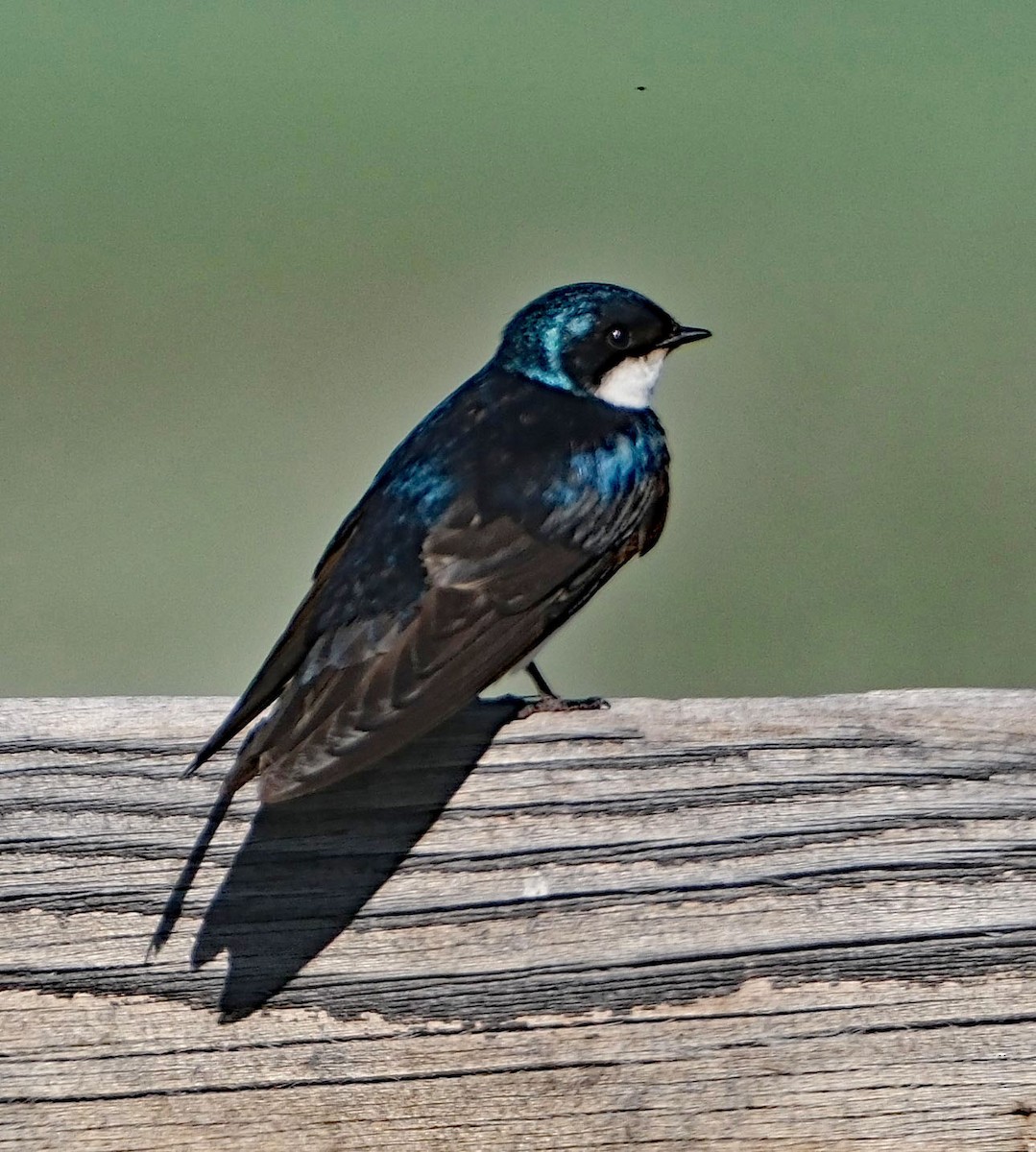 Golondrina Bicolor - ML620657245