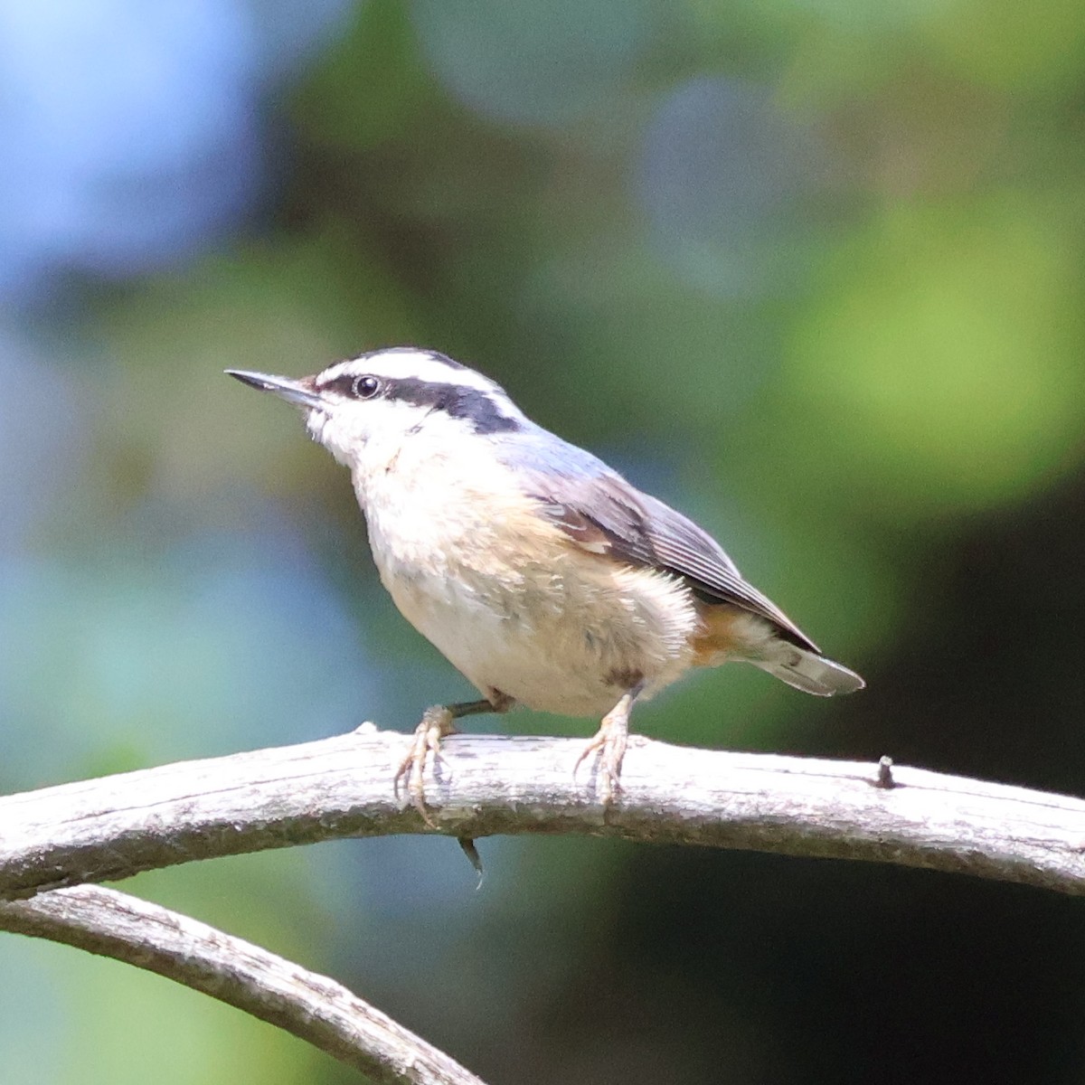 Red-breasted Nuthatch - ML620657247