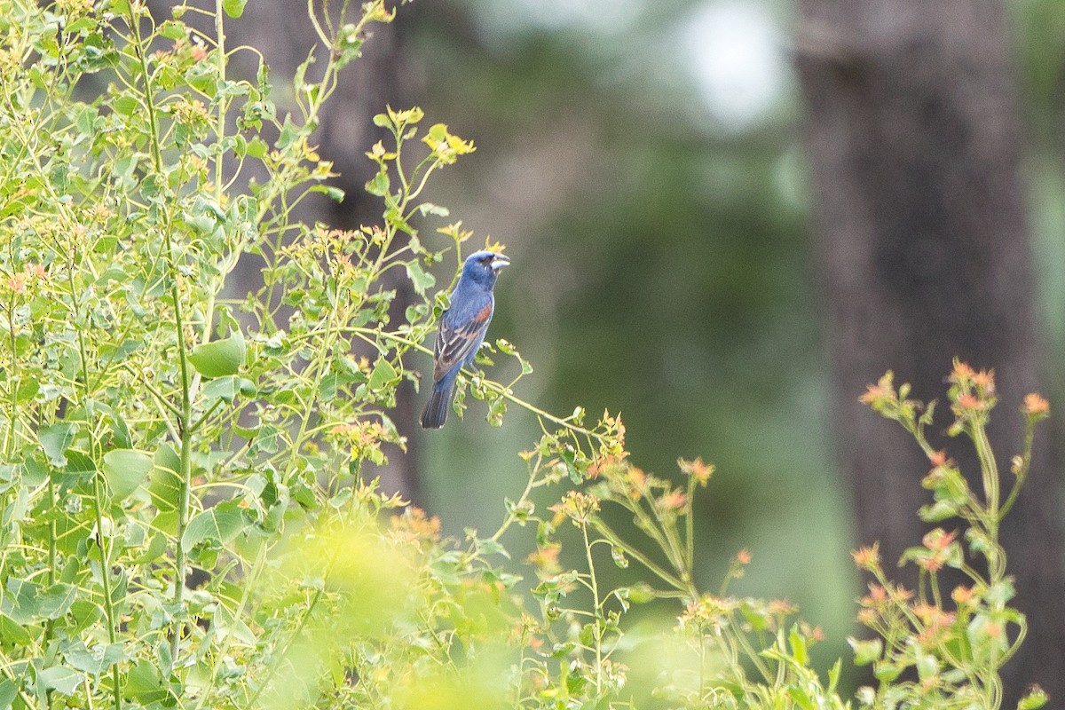 Blue Grosbeak - ML620657249