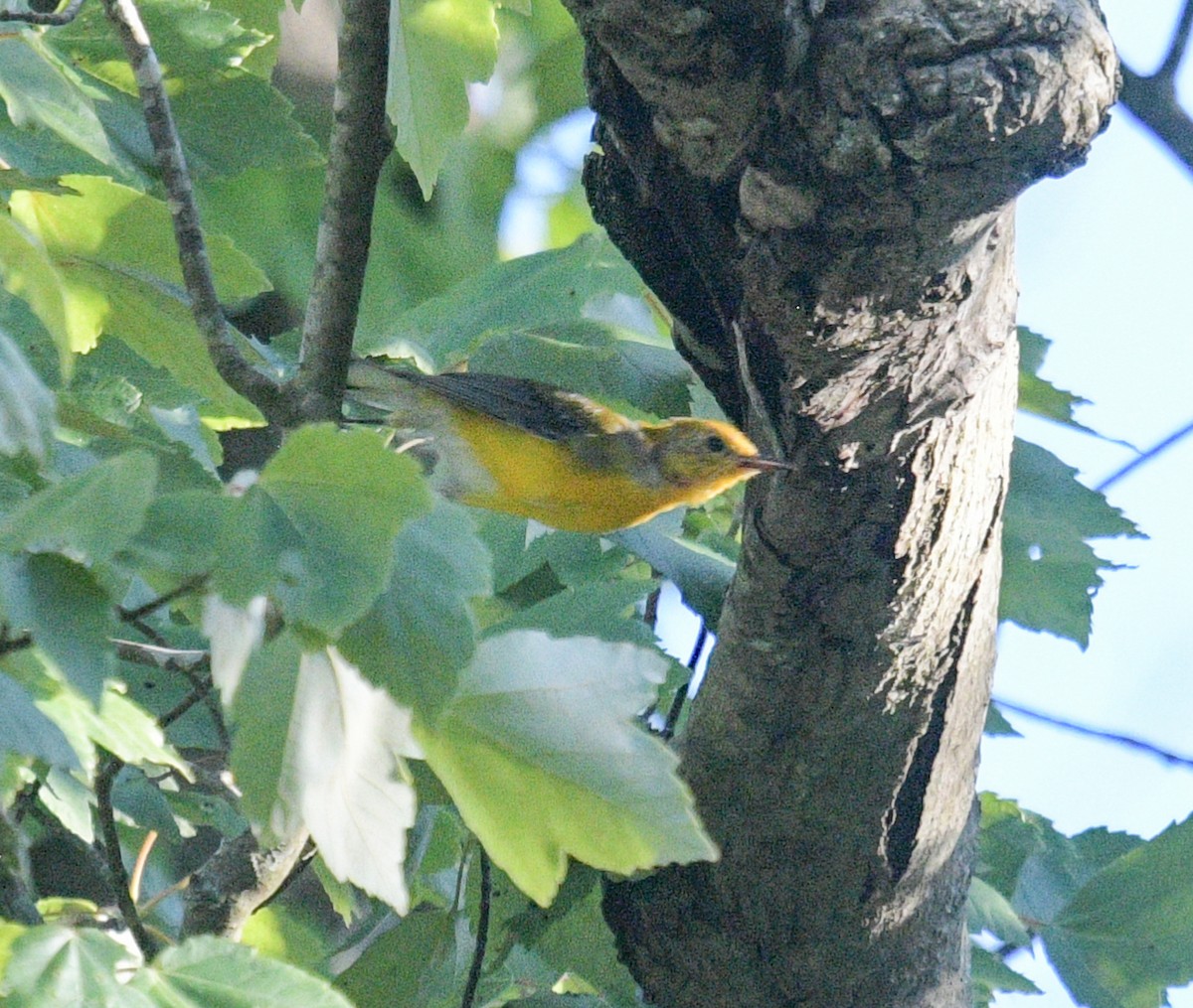 Prothonotary Warbler - ML620657250