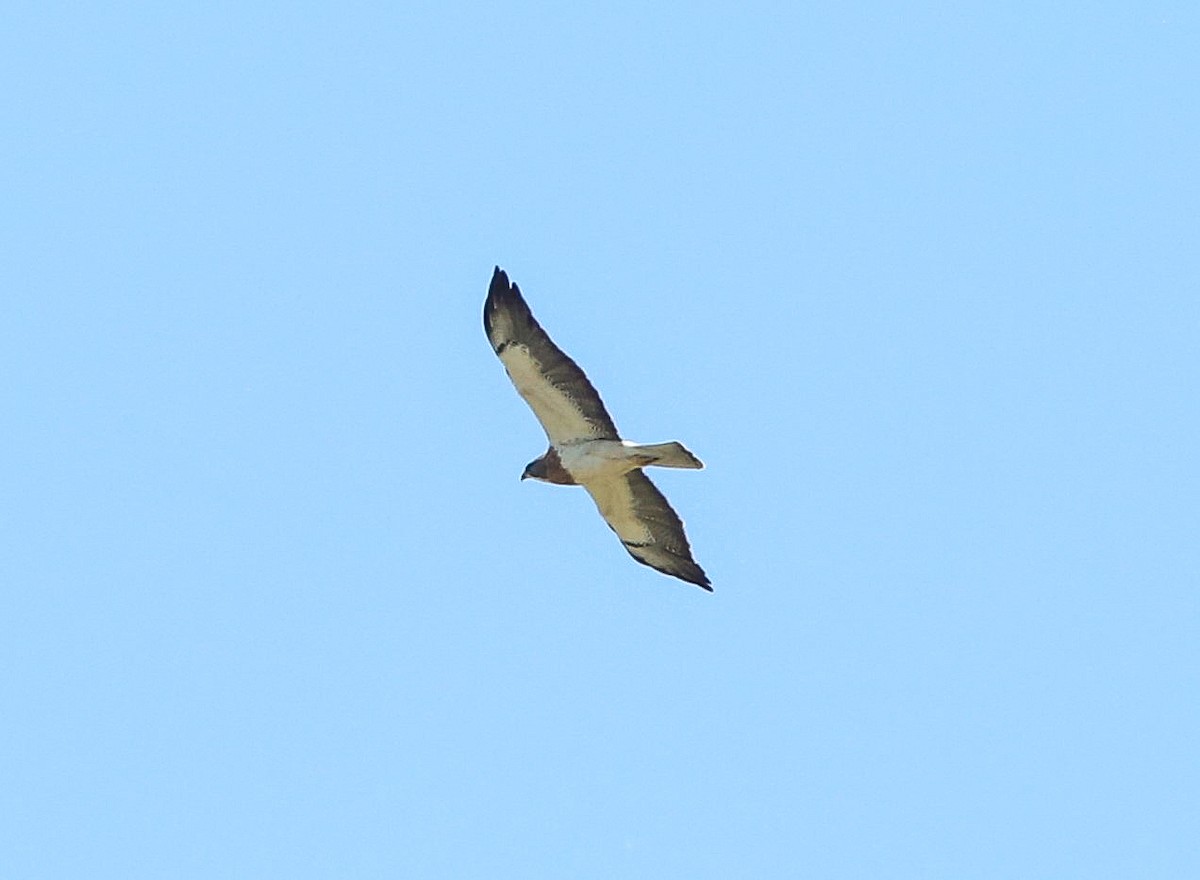 Swainson's Hawk - ML620657257