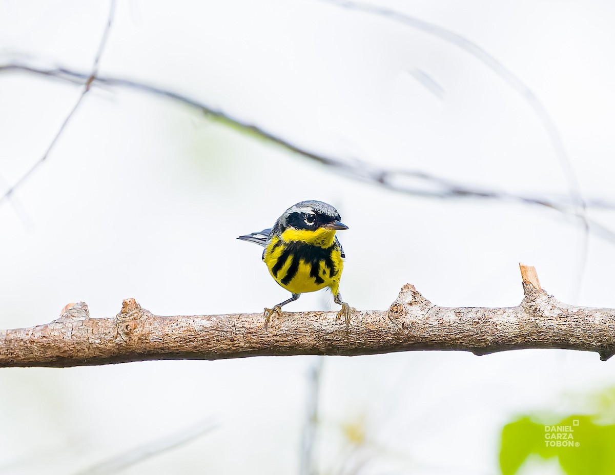 Magnolia Warbler - ML620657260